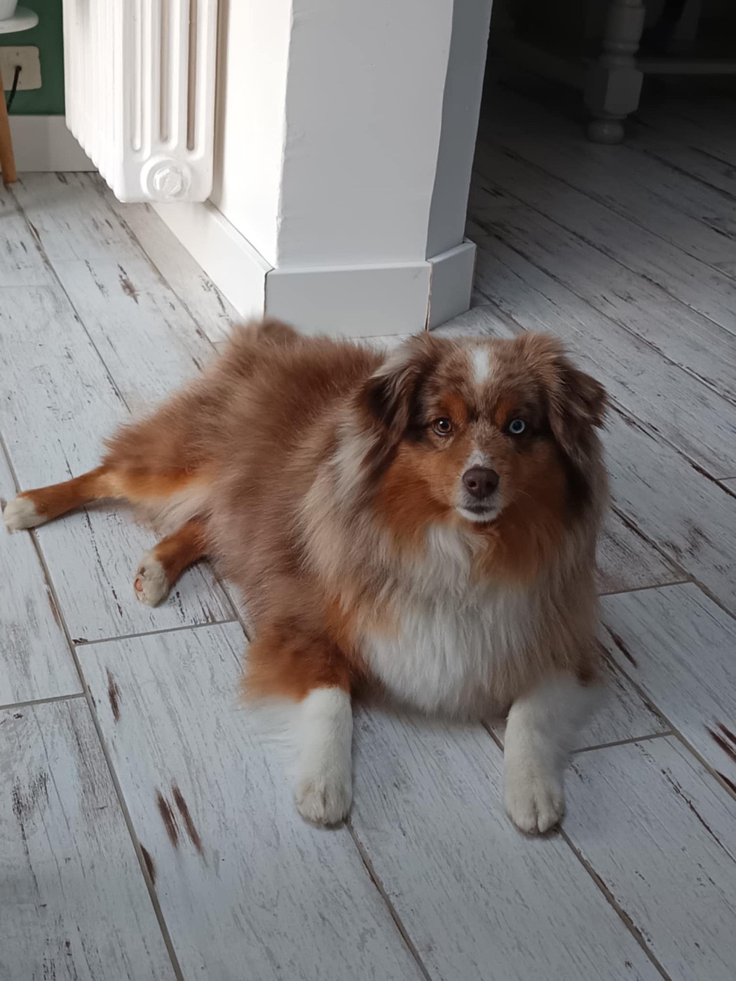 TOP STAR TAWA DE L'ETOILE DE JACIAL Of Mountains Love