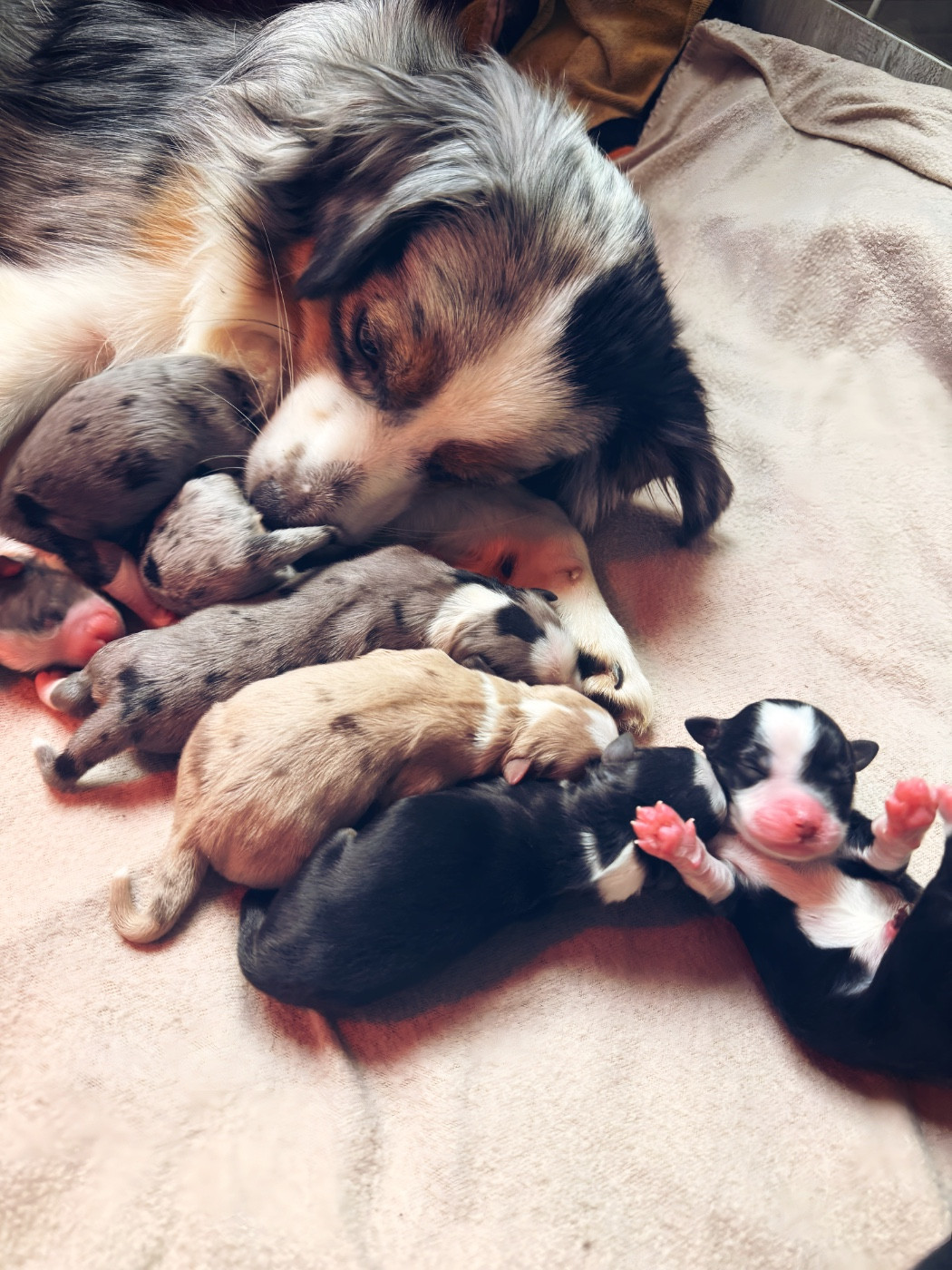 Les chiots sont nés !!!