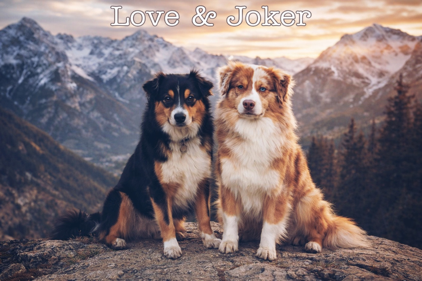Naissance des chiots de Love & Joker