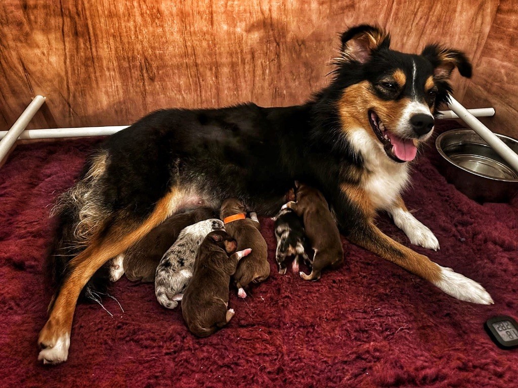 Naissance des chiots de Love