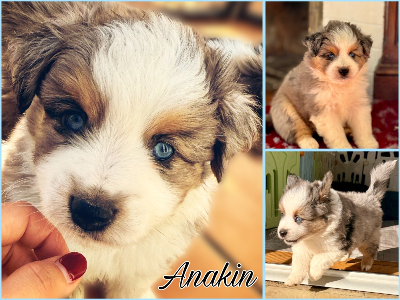 Of Mountains Love - Chiots disponibles - Berger Américain Miniature 