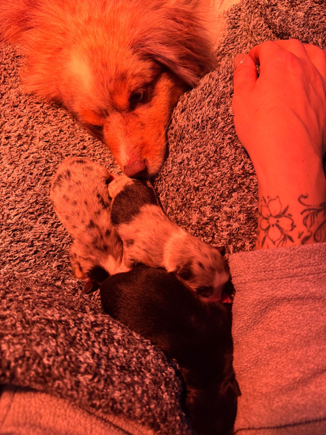 Of Mountains Love - Berger Américain Miniature  - Portée née le 17/12/2025