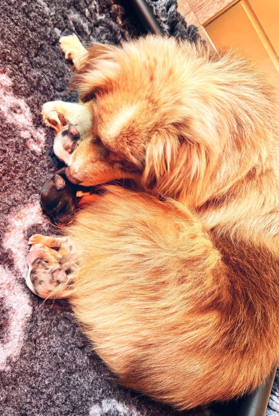 Chiot Berger Américain Miniature  Of Mountains Love