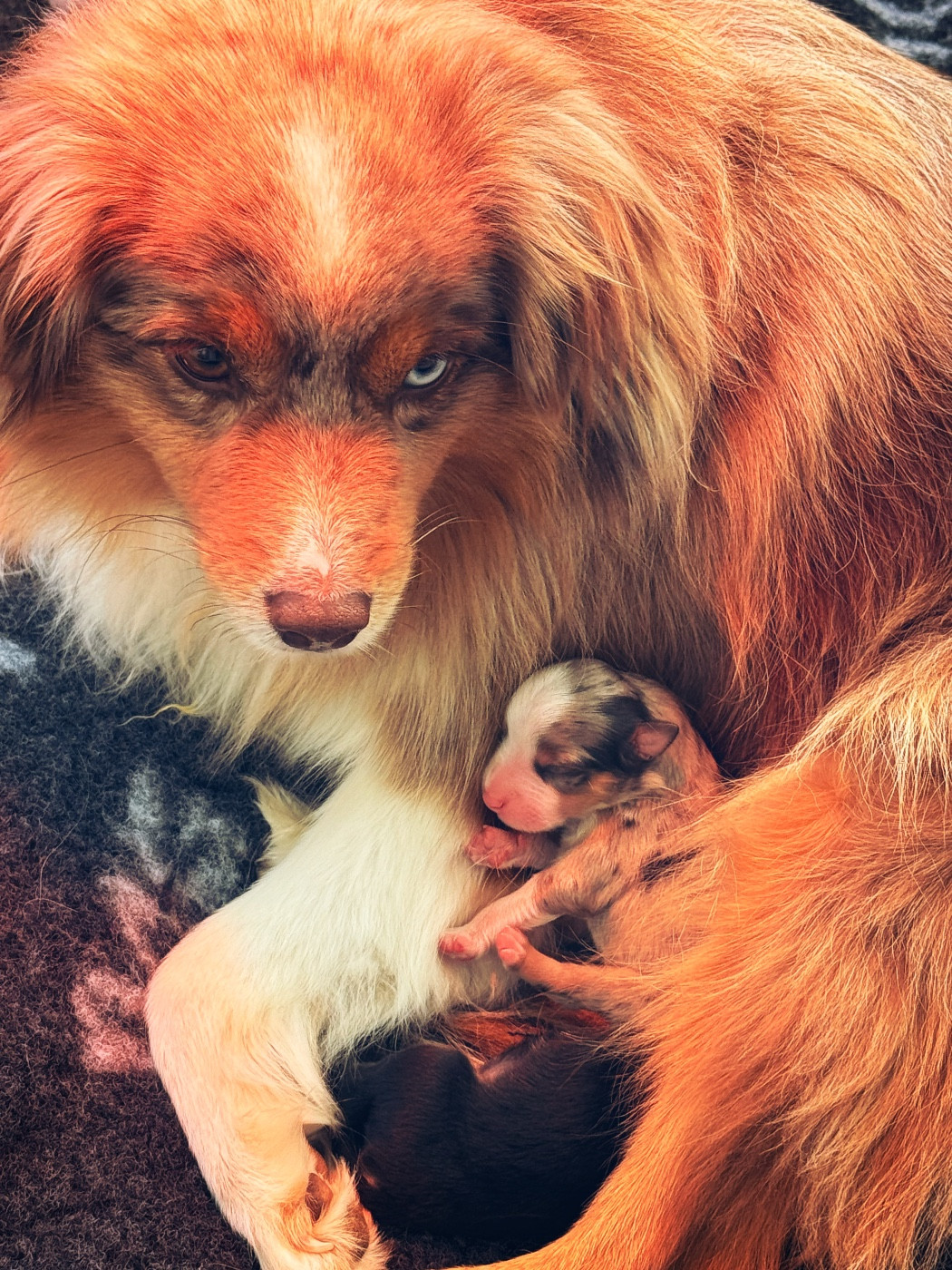 Of Mountains Love - Chiots disponibles - Berger Américain Miniature 