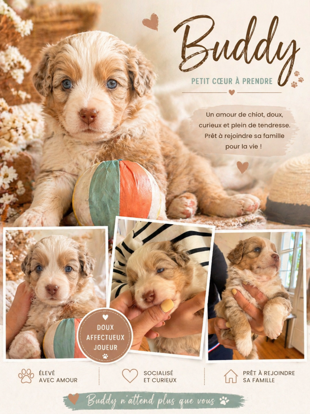 Of Mountains Love - Chiots disponibles - Berger Américain Miniature 