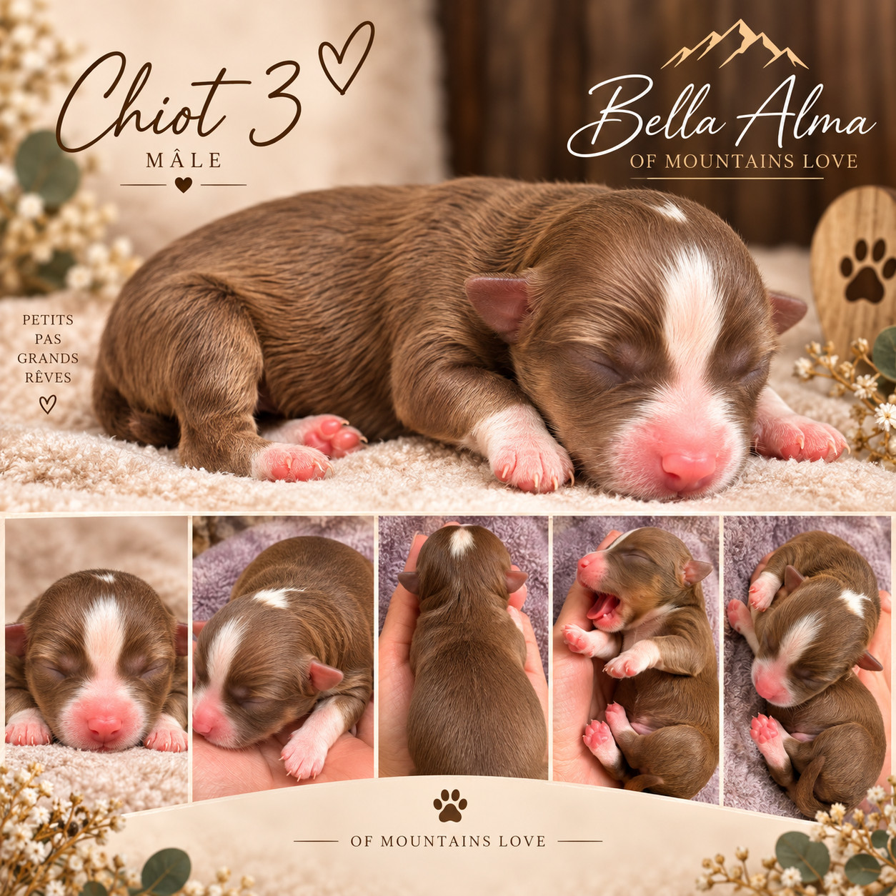Of Mountains Love - Chiots disponibles - Berger Américain Miniature 