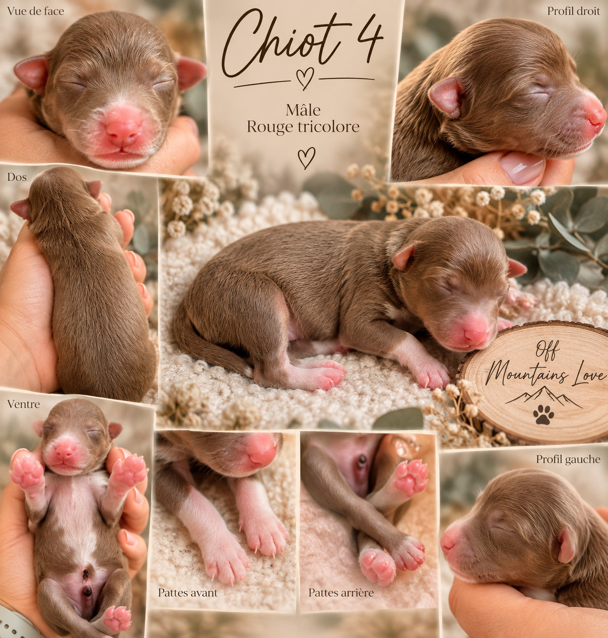 Of Mountains Love - Chiots disponibles - Berger Américain Miniature 