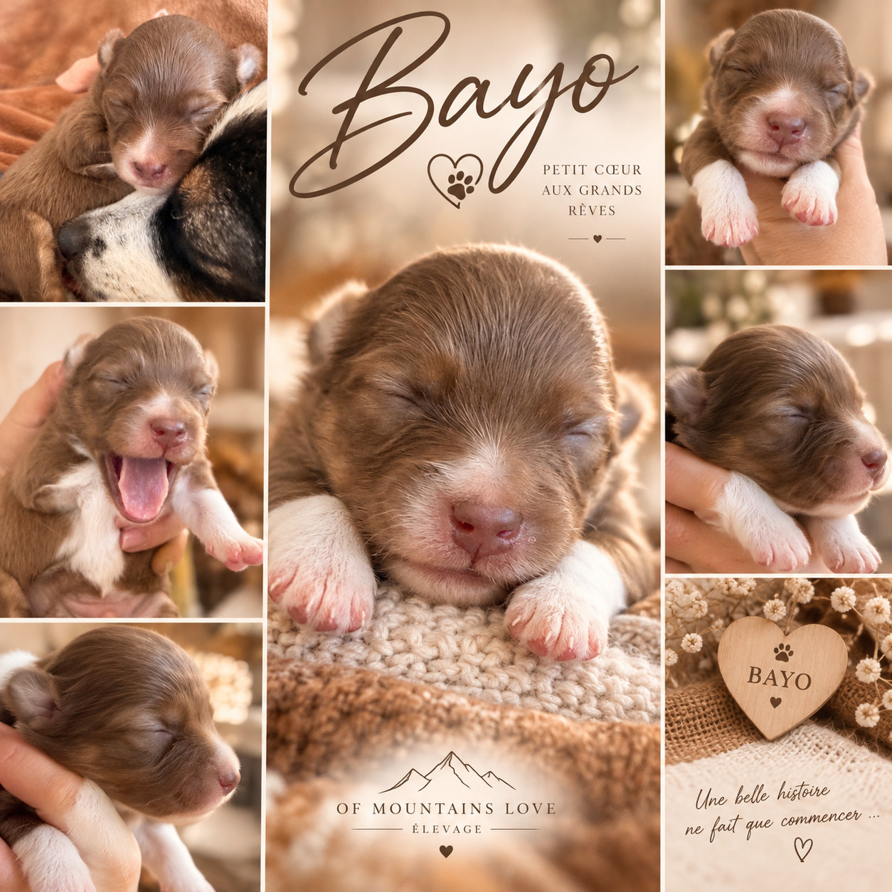 Of Mountains Love - Chiots disponibles - Berger Américain Miniature 