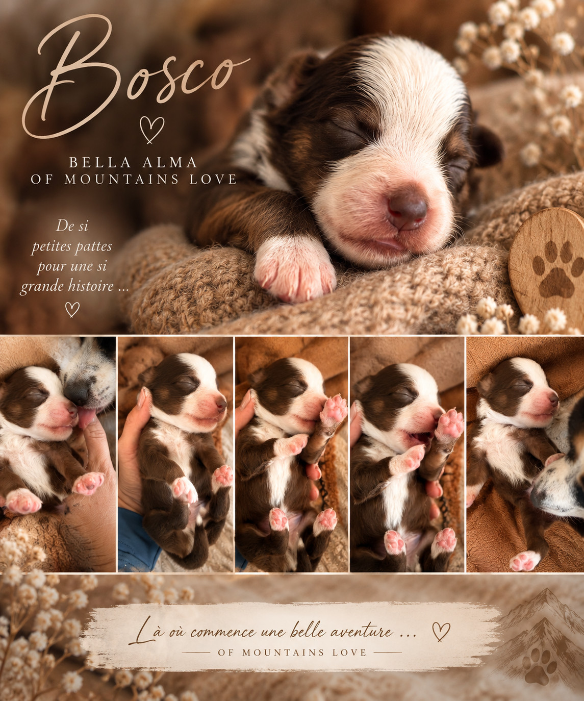 Of Mountains Love - Chiots disponibles - Berger Américain Miniature 