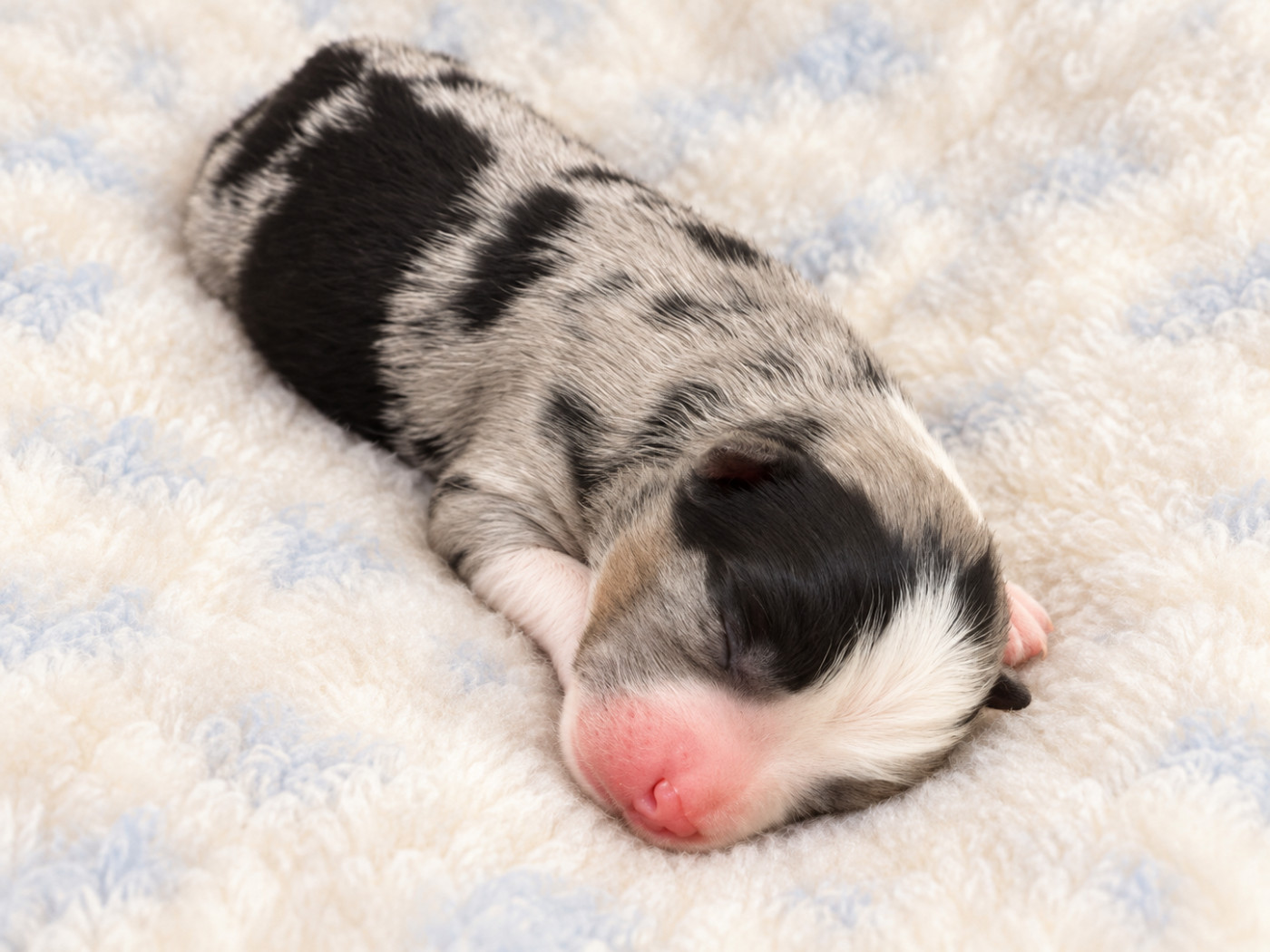 Of Mountains Love - Chiots disponibles - Berger Américain Miniature 