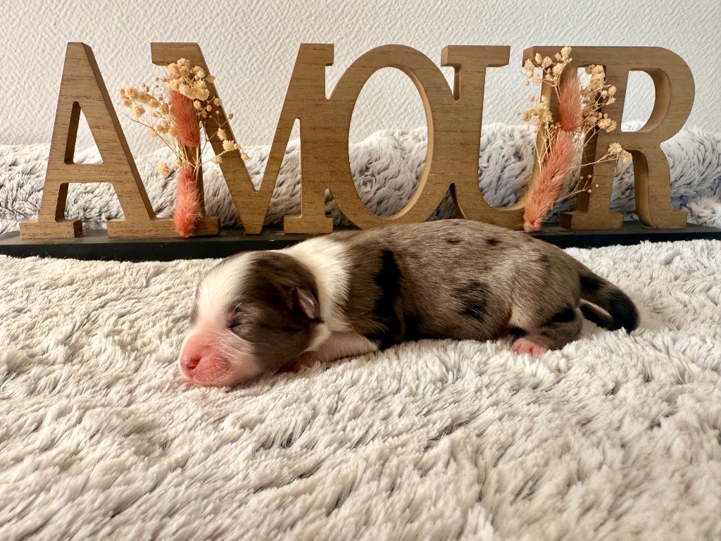 Of Mountains Love - Chiots disponibles - Berger Américain Miniature 