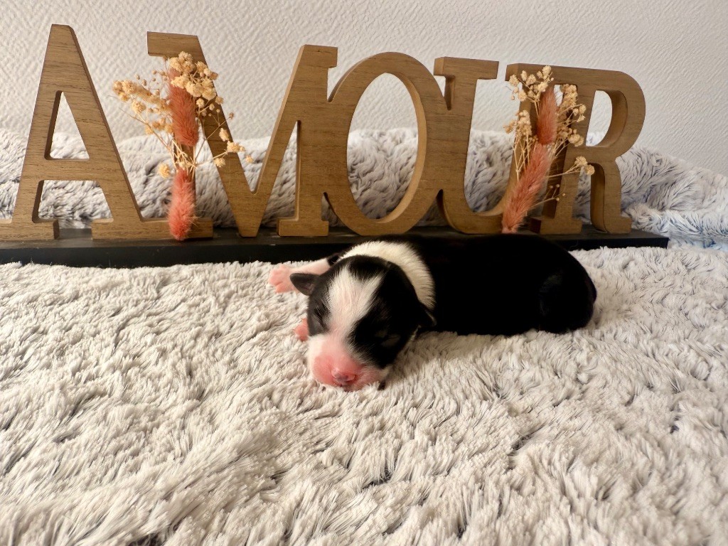 Of Mountains Love - Chiots disponibles - Berger Américain Miniature 