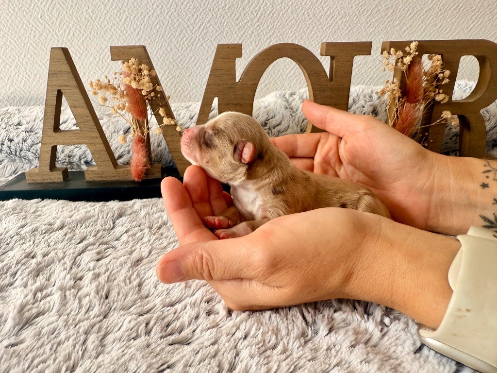 Of Mountains Love - Chiots disponibles - Berger Américain Miniature 