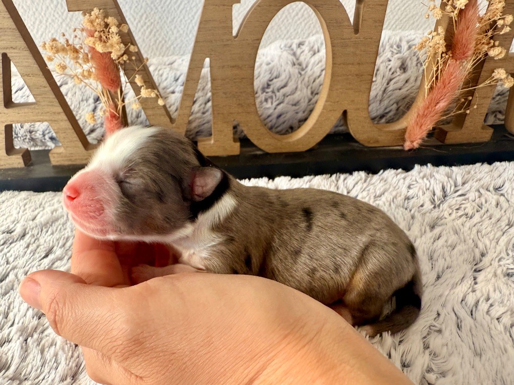 Of Mountains Love - Chiots disponibles - Berger Américain Miniature 