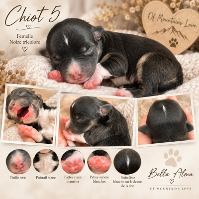 Chiot N°5