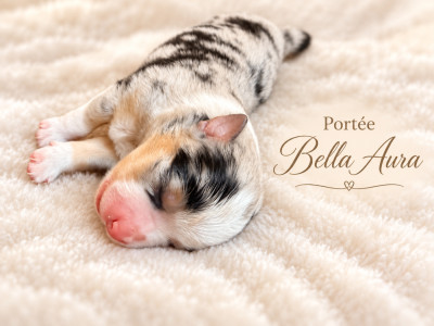 CHIOT 2