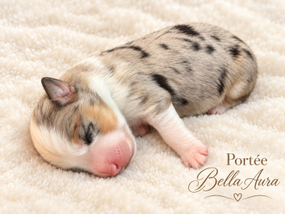 CHIOT 3