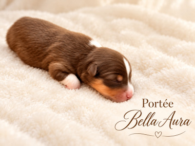 CHIOT 4
