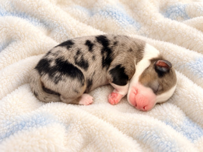 CHIOT 5