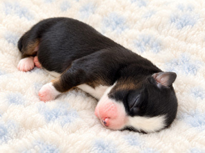 CHIOT 4