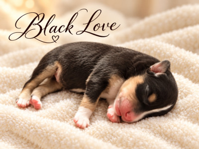 BLACK PEARL