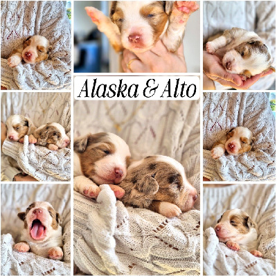 ALASKA