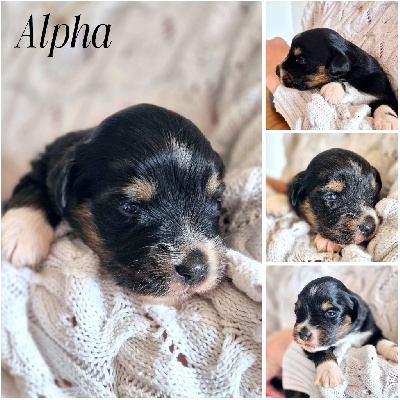 ALPHA