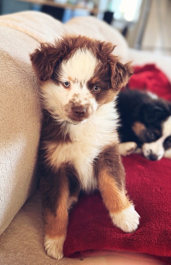 Of Mountains Love - Chiots disponibles - Berger Américain Miniature 